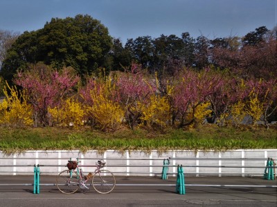 鶴見川の桜