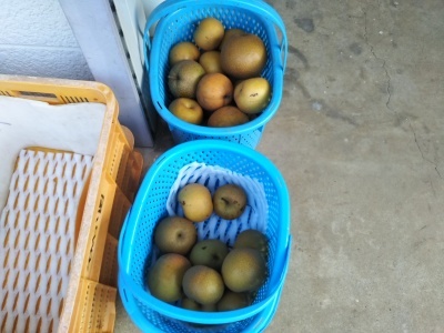 梨の収獲ボランティア