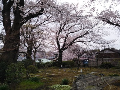 散歩で桜
