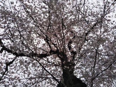 散歩で桜