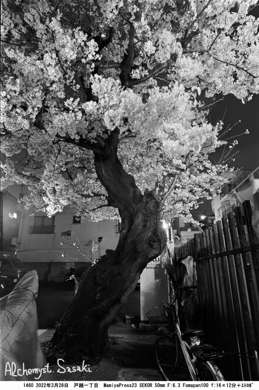 夜桜1460-3