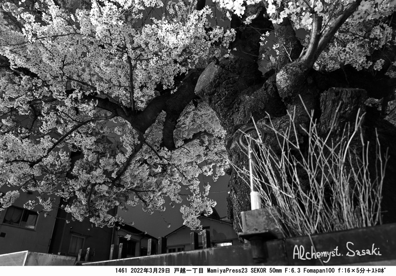 夜桜1461-2