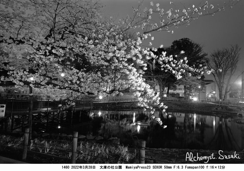 夜桜　文庫の杜1460-6