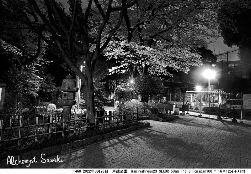 戸越公園の夜桜1460-7
