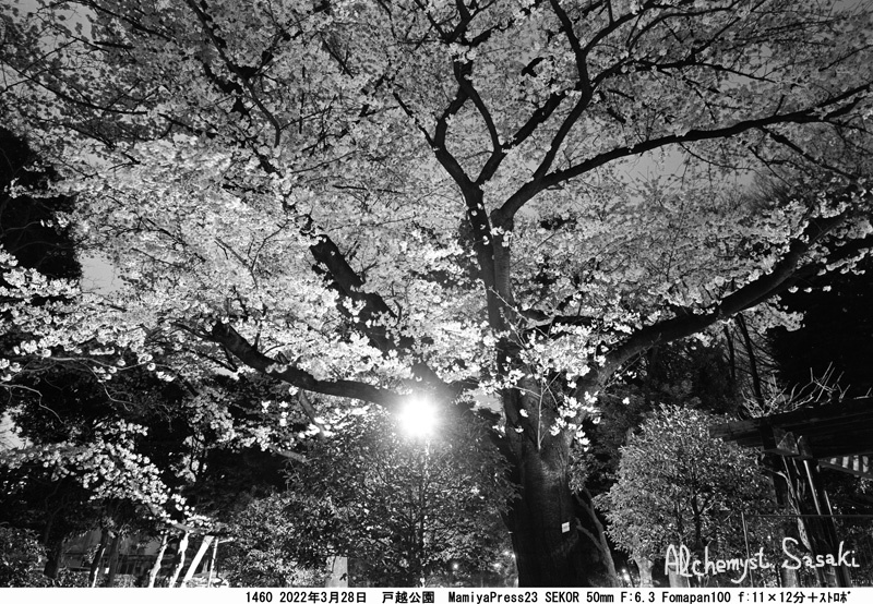 戸越公園の夜桜1460-8