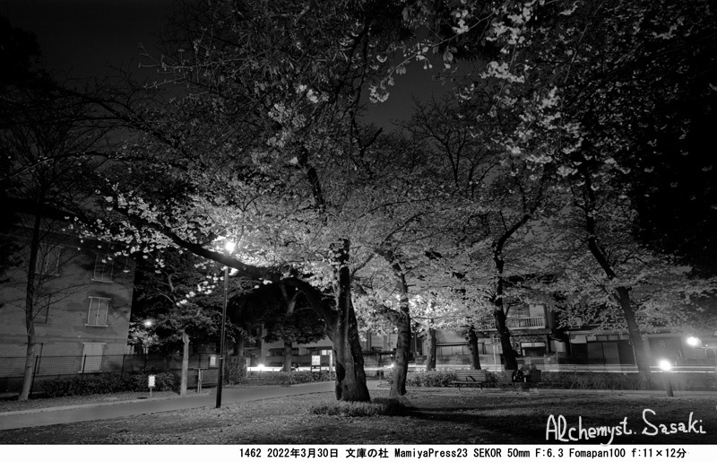 文庫の杜の夜桜1462-7