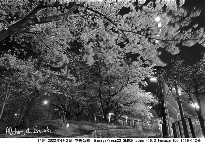 中央公園の夜桜1464-7