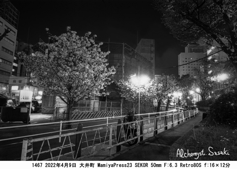 大井町の夜桜1467-7