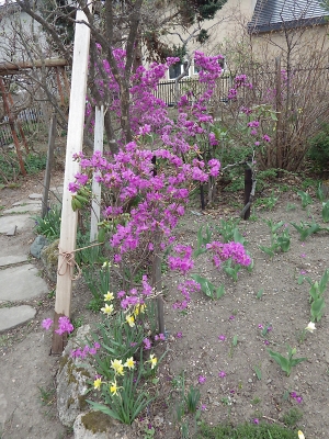 庭の花 in 2022年4月29日 （03）