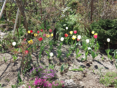 庭の花 in 2022年5月15日 （05）