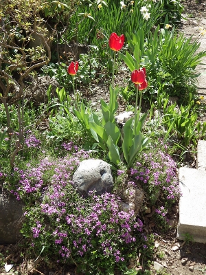 庭の花 in 2022年5月15日 （17）