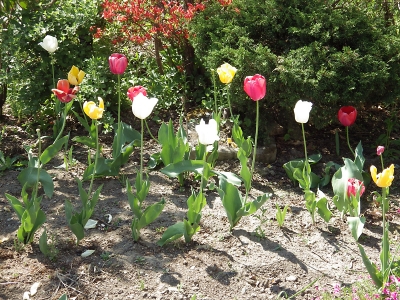 庭の花 in 2022年5月21日 （05）