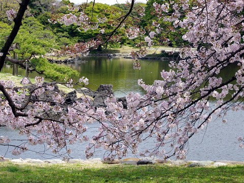 chikuyokinome03.jpg
