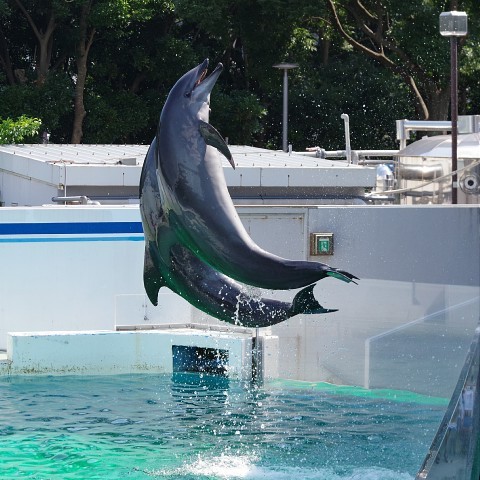 dolphincafe01.jpg