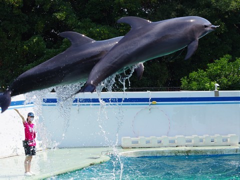 dolphincafe02.jpg