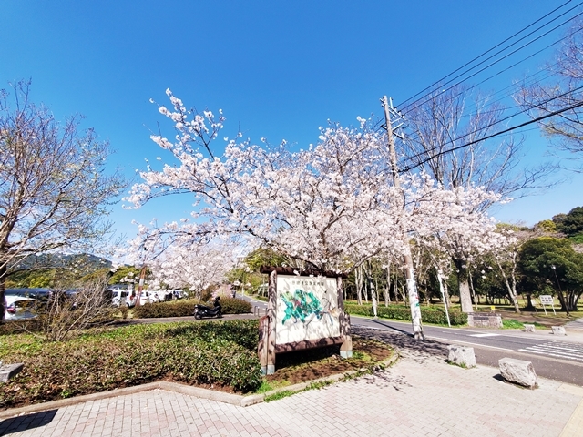 慈眼寺公園桜1