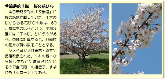 季節通信186桜の花びら