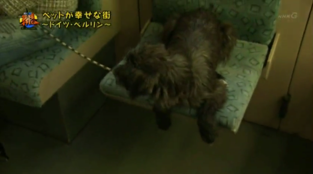 NHK　地球イチバン　犬　座席