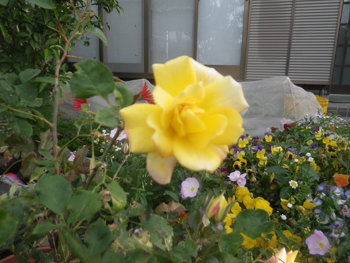 薔薇2_22_05_10