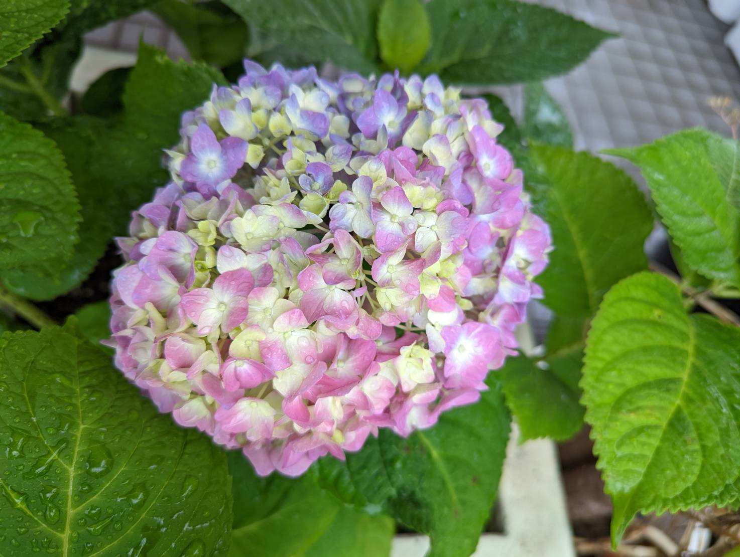ブログ用　紫陽花