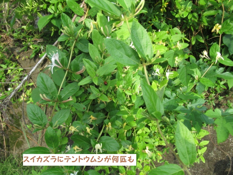 IMG_8366_1.jpg