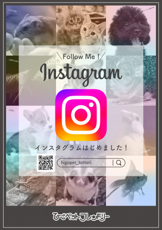 【68・鳥取北】Instagram告知ポスター_20220619