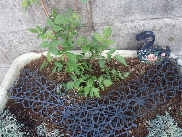 プランターにはラズベリーを植えました