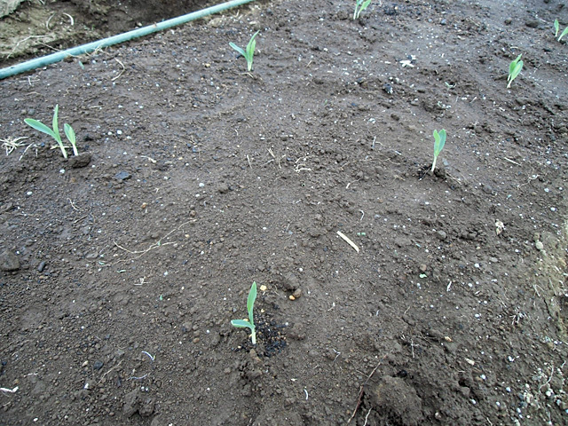 トウモロコシを植えました