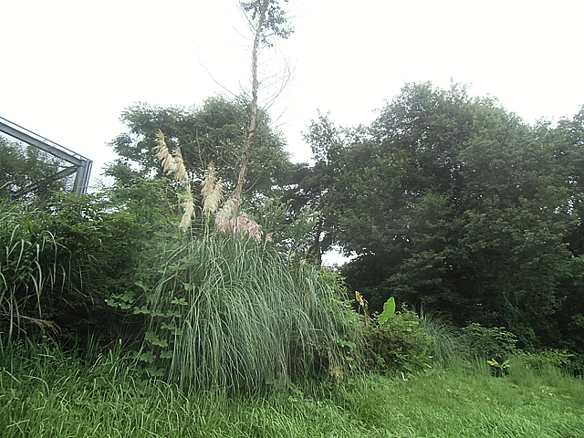 大きな南方植物