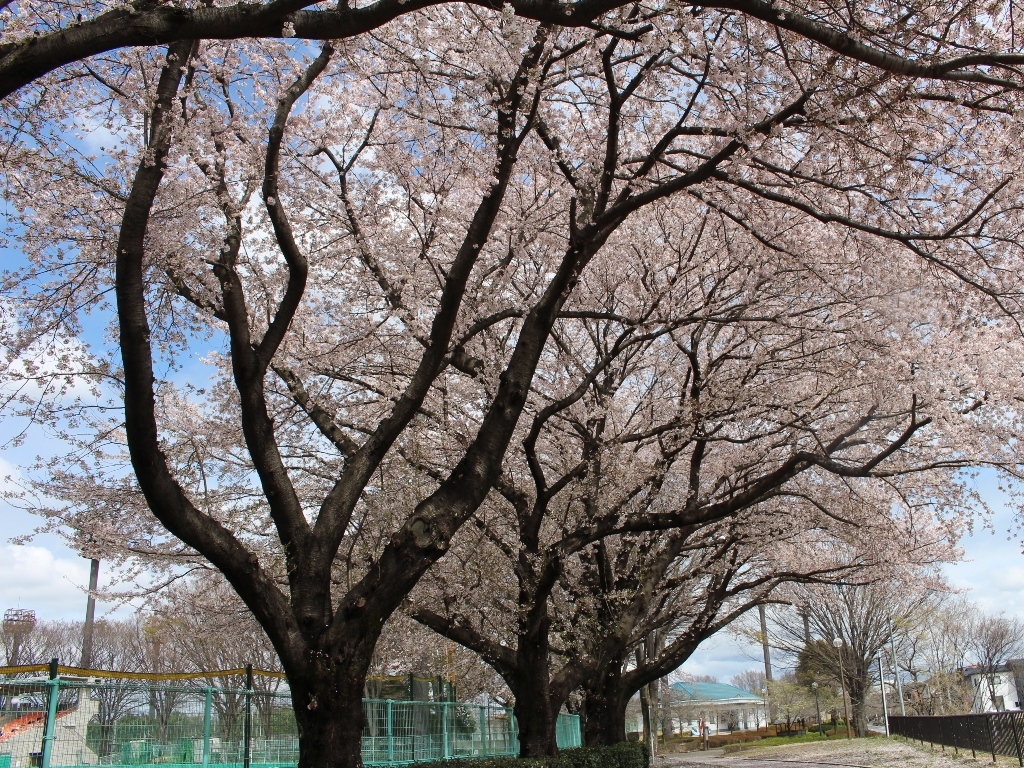 紺リボンブラウス桜背景B(6)