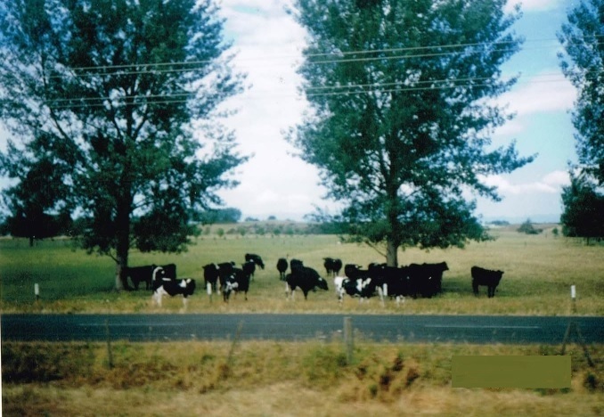 cows through the window