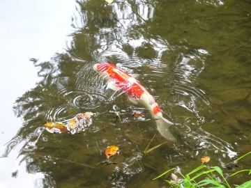 錦鯉