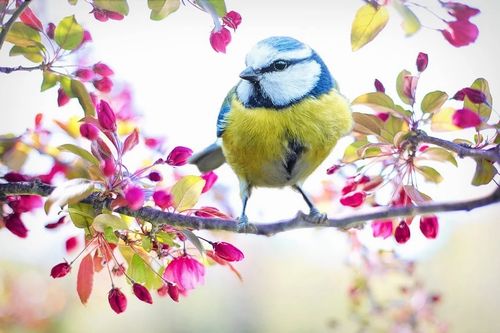 spring-bird-2295434_960_720p.jpg