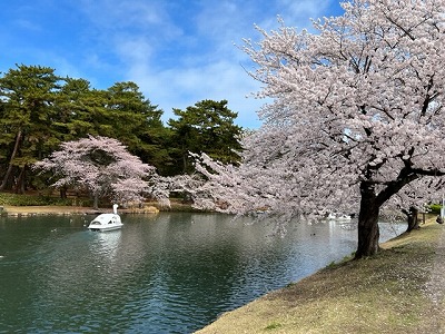敷島公園池の桜（R4,4,5)
