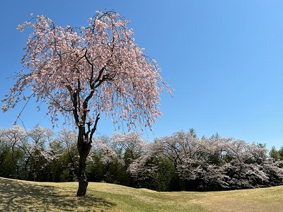 藤岡ＧＣ桜（Ｒ４,4,8)