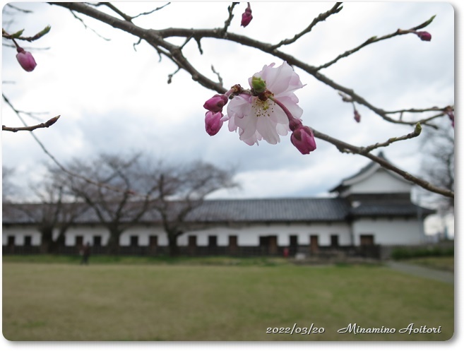 桜とやぐらIMG_9856