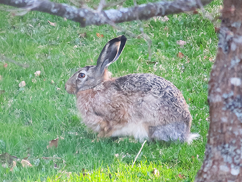 フィンランド うさぎ 庭の訪問者 Rusakko Jänis Rabbit