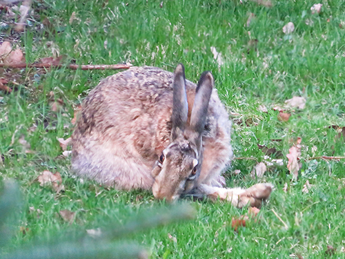 フィンランド うさぎ 庭の訪問者 Rusakko Jänis Rabbit