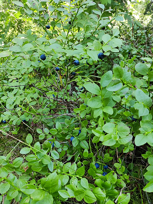 フィンランド 森のブルーベリー ビルベリー Mustikka Blueberry Finland