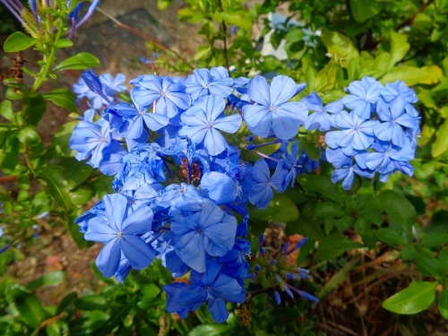 DSC01347.jpg