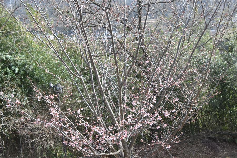 蜂須賀桜3