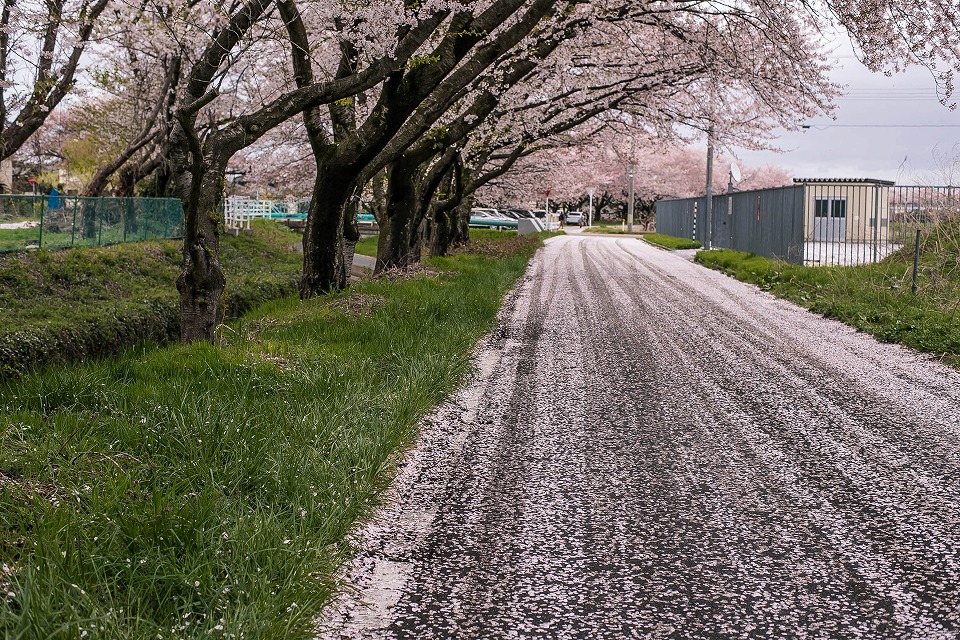 聖篭町真野原の桜並木