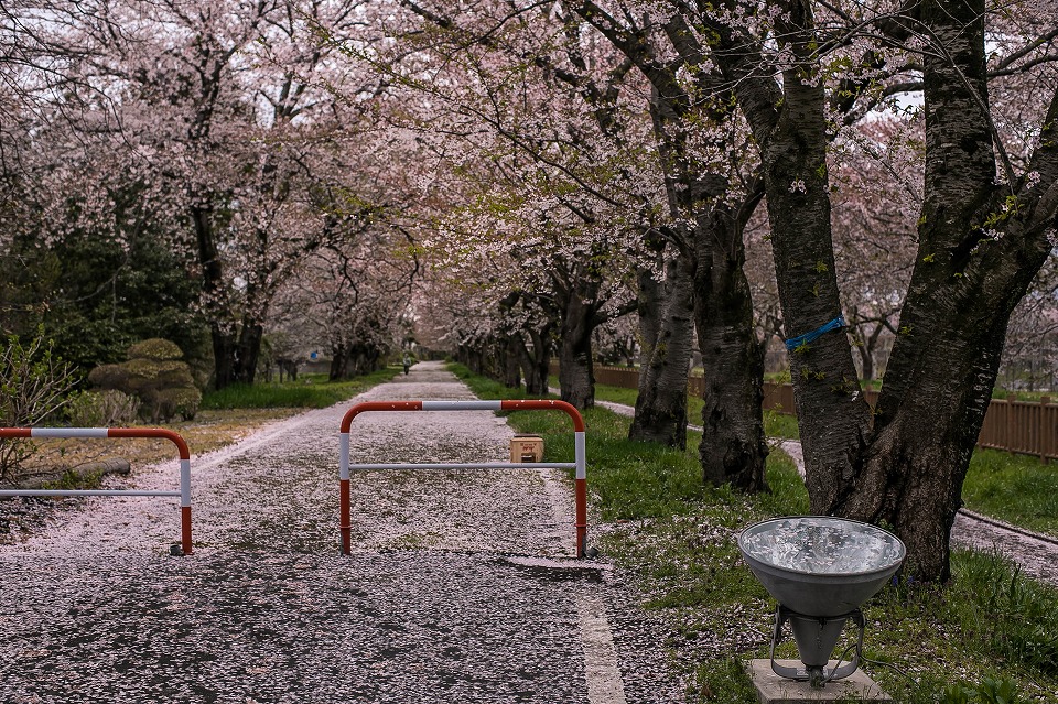 聖篭町真野原の桜並木と桜絨毯
