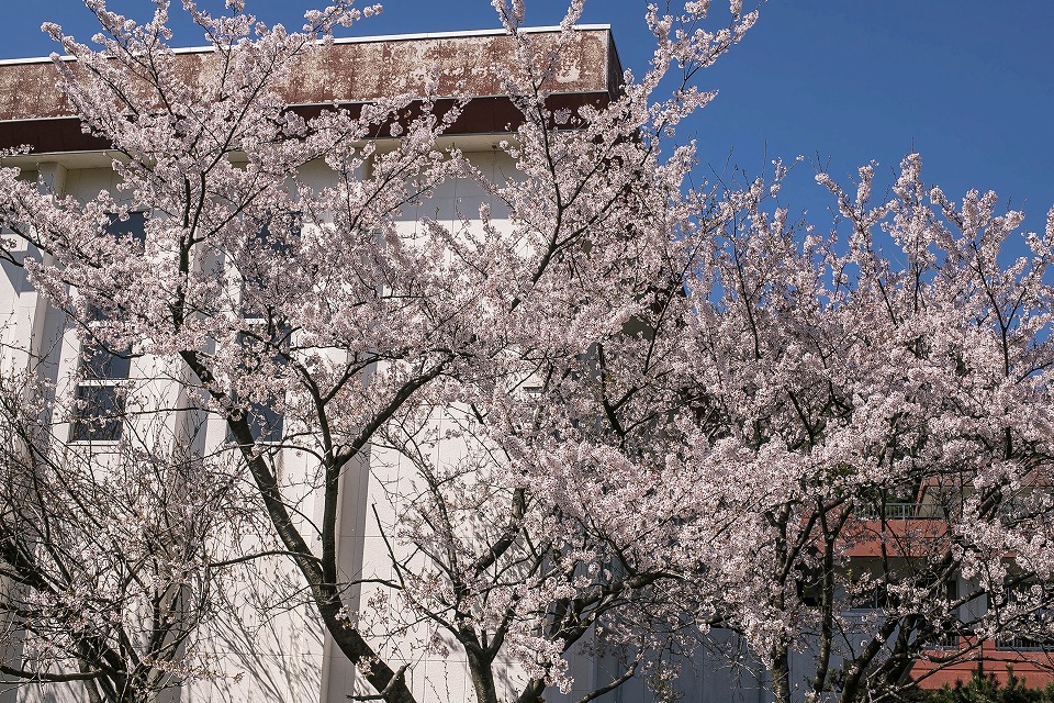 旧桑川小学校の桜