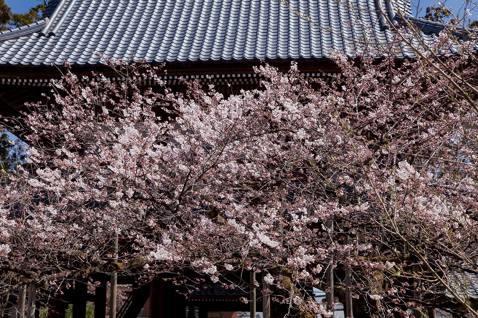 大安寺山門と桜