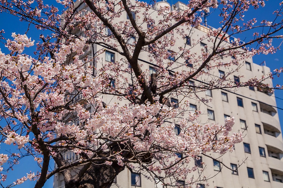 西堀のビルと寶亀院の桜