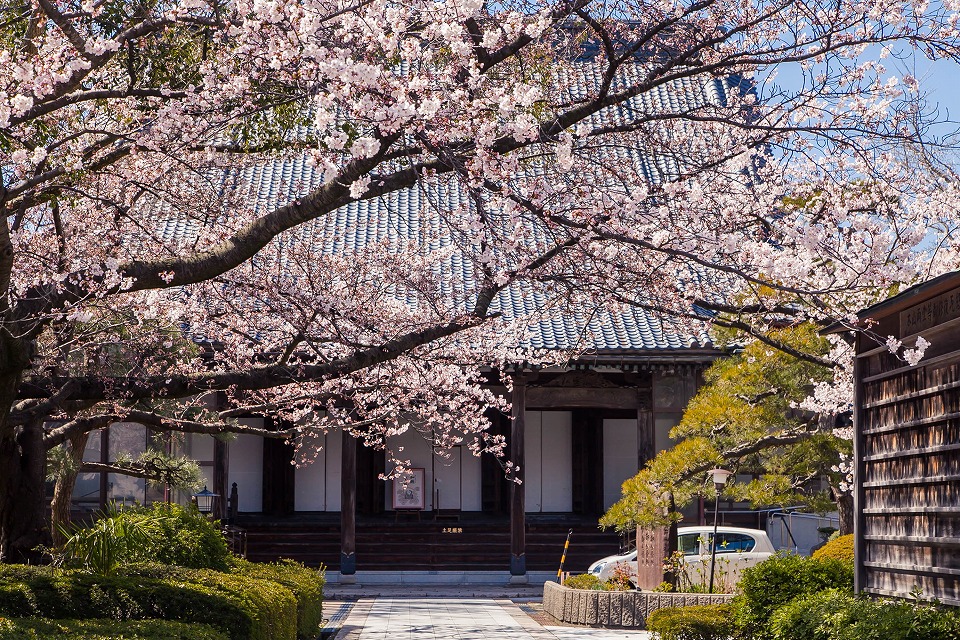 勝楽寺の桜