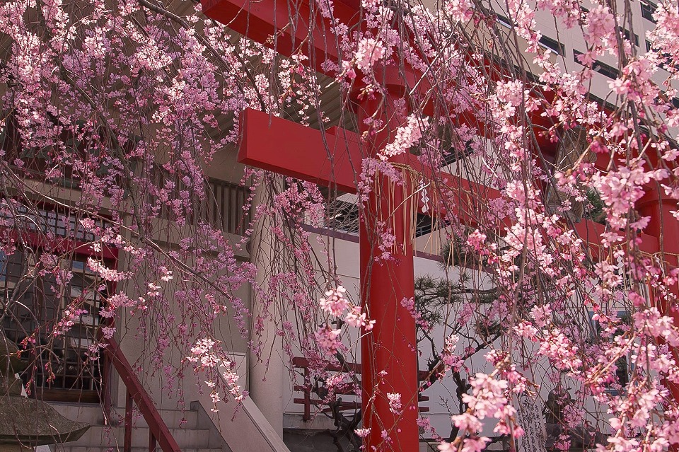 枝垂れ桜と稲荷の紅い鳥居