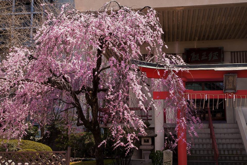 西堀通本覚寺稲荷前の枝垂れ桜