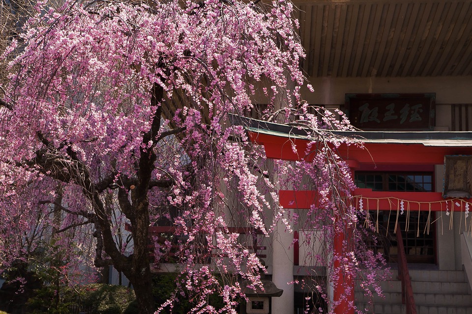 西堀通本覚寺の枝垂桜
